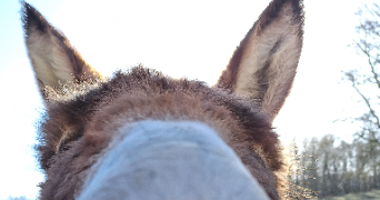 alizé dog sitter à EVREUX 27000_4