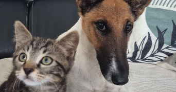 léa pet sitter à LILLE 59000_1