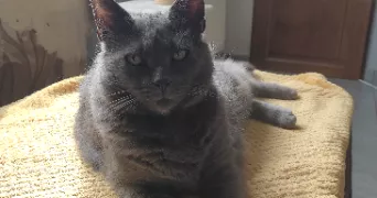 pauline pet sitter à MONTOIS LA MONTAGNE 57860
