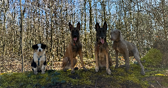sarah pet sitter à CRETEIL 94000_3