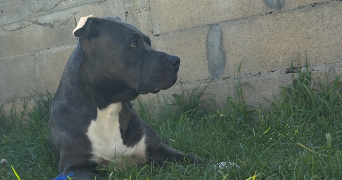 eline pet sitter à TREMBLAY EN FRANCE 93290_1