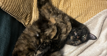 mme pet sitter à CALAVANTE 65190_4
