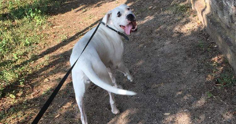 sophie pet sitter à AMIENS 80000_0
