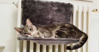 maëva pet sitter à Domont 95330_12