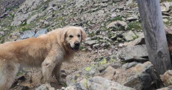 colin dog sitter à ST MARTIN D HERES 38400_1