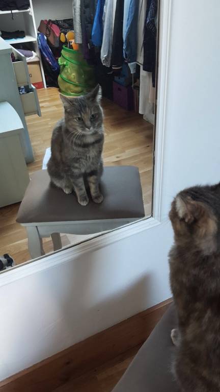 claudie pet sitter à Le Grand-Bornand 74550_3