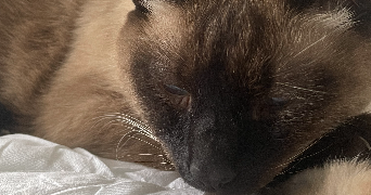 manon pet sitter à ST GERMER DE FLY 60850_3