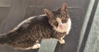 léa pet sitter à PALAISEAU 91120_8