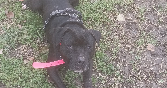 pauline pet sitter à FROUZINS 31270_5