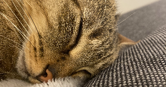 anouk pet sitter à MONTREUIL 93100_2