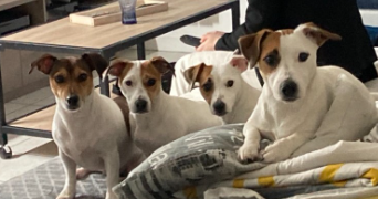 manuella pet sitter à VALENCIENNES 59300_0