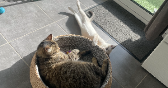 grétha cat sitter à MORDELLES 35310_5