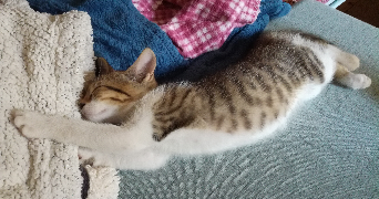 clara pet sitter à ST PAUL LA COSTE 30480_7