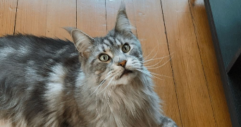 florine pet sitter à BEAUVAIS 60000_7