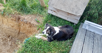 aurelie pet sitter à Sadournin 65220_4