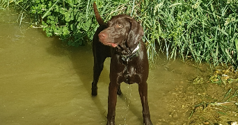 floriane pet sitter à THEZIERS 30390_1