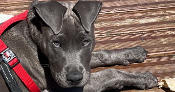 emma  pet sitter à Montceau-les-Mines 71300_7