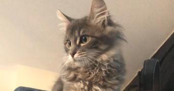 kateryna pet sitter à LYON 05 69005_4
