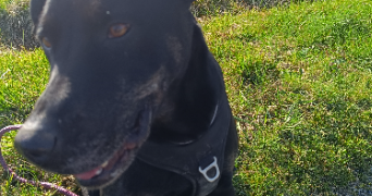 françois pet sitter à VERDUN SUR GARONNE 82600_7