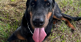 aurelie pet sitter à FARSCHVILLER 57450_0