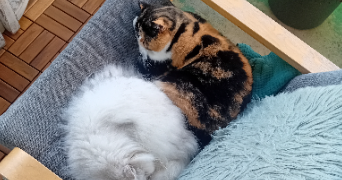 gaëlle pet sitter à RUEIL MALMAISON 92500_8