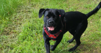 claire pet sitter à ST DONAN 22800_1