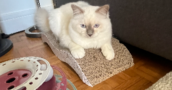 elsa pet sitter à ST CYR L ECOLE 78210_6