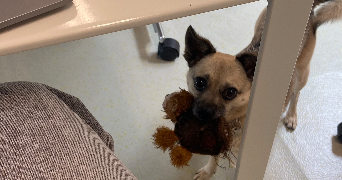 capucine pet sitter à nancy 54000_4