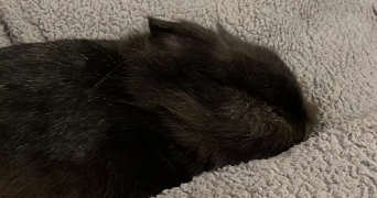 mathilde et florian  pet sitter à RENNES 35000_2