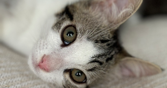 emilie pet sitter à Saint Raphaël 83700_0