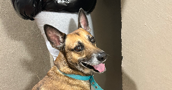 erica pet sitter à CARPENTRAS 84200_6