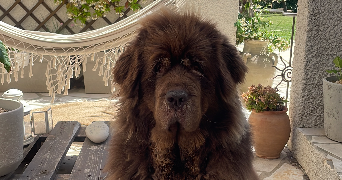 joel dog sitter à PINET 34850_2