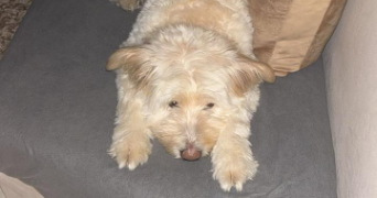 hiba pet sitter à ST QUENTIN 02100_4