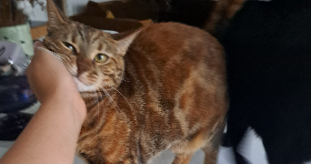 nasma pet sitter à POITIERS 86000_16