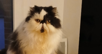 laurent pet sitter à ARRAS 62000_1