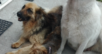 morgane pet sitter à LISTRAC MEDOC 33480_3