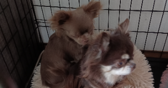 noémie pet sitter à WOLFSKIRCHEN 67260_1