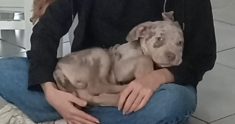 clemence pet sitter à ST BENOIT 86280_2