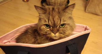 brigitte pet sitter à MARLY LE ROI 78160_5