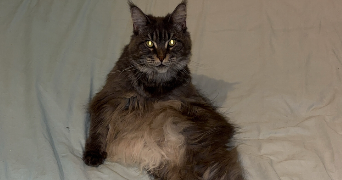 océane pet sitter à OLORON STE MARIE 64400_3