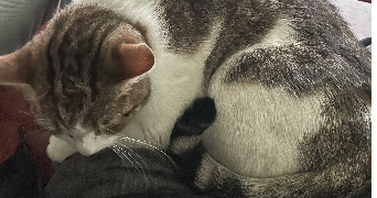 alisée pet sitter à PLOMBIERES LES DIJON 21370_5