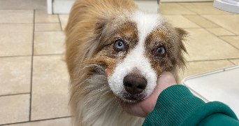 louise pet sitter à AVON 77210_5