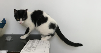 dominika pet sitter à PARIS 15 75015_3