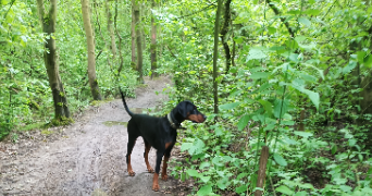 stéphanie pet sitter à DEULEMONT 59890_9