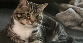 léa pet sitter à NOISY LE GRAND 93160_2