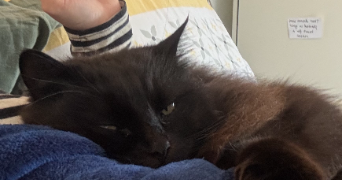 colombe pet sitter à AIX EN PROVENCE 13090_8