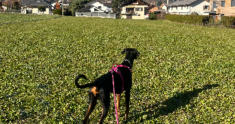 leïa pet sitter à ST JORIOZ 74410_2