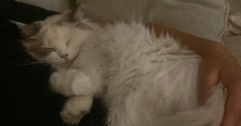 pauline pet sitter à ERDEVEN 56410_4