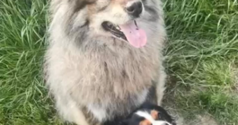 christelle pet sitter à CORBEIL ESSONNES 91100_6