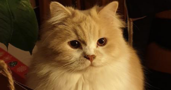 margot pet sitter à BEAUVAIS 60000_2